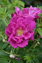 Purple Pavement Rose (Rosa 'Purple Pavement') at Green Haven Garden Centre
