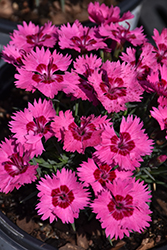 Paint The Town Fancy Pinks (Dianthus 'Paint The Town Fancy') at Green Haven Garden Centre