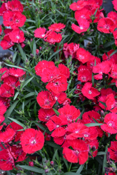 Beauties Tyra Pinks (Dianthus 'HILBEATYR') at Green Haven Garden Centre