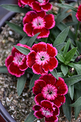 Beauties Olivia Cherry Pinks (Dianthus 'Hilbeaolcher') at Green Haven Garden Centre