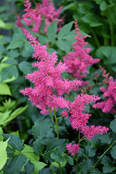 Younique Ruby Red Astilbe (Astilbe 'VersRed') at Green Haven Garden Centre