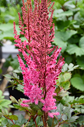 Mighty Chocolate Cherry Chinese Astilbe (Astilbe chinensis 'Mighty Chocolate Cherry') at Green Haven Garden Centre