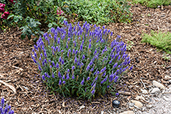 Moody Blues Dark Blue Speedwell (Veronica 'Novaverblu') at Green Haven Garden Centre