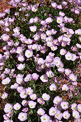 Twilight Evening Primrose (Oenothera berlandieri 'Turner01') at Green Haven Garden Centre