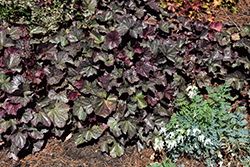 Northern Exposure Silver Coral Bells (Heuchera 'TNHEUNES') at Green Haven Garden Centre