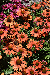 Kismet Intense Orange Coneflower (Echinacea 'TNECHKIO') at Green Haven Garden Centre