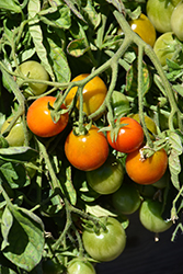 Tumbler Tomato (Solanum lycopersicum 'Tumbler') at Green Haven Garden Centre