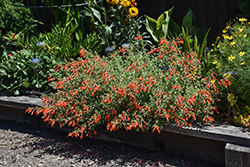 California Fuchsia Orange Carpet (Epilobium canum 'PWWG01S') at Green Haven Garden Centre