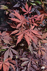 Red-Leaf Japanese Maple (Acer palmatum 'Atropurpureum') at Green Haven Garden Centre