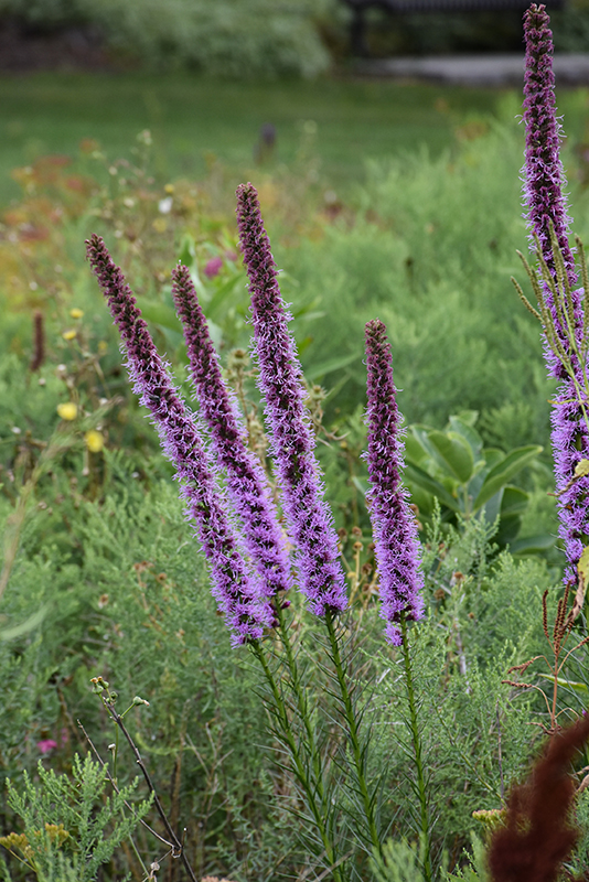 Blazing Star (Liatris spicata) in Lethbridge Coaldale Taber