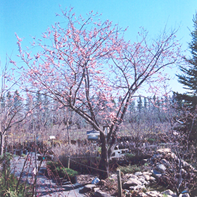 Plant Photo 5