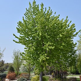 Plant Photo 3