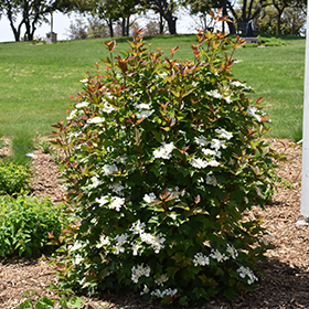 Plant Photo 2