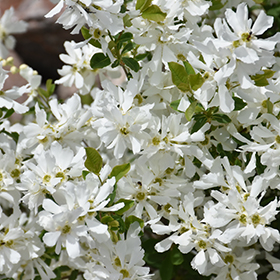 Plant Photo 5