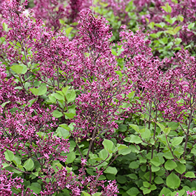 Plant Photo 10
