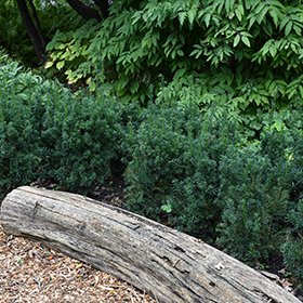Plant Photo 10