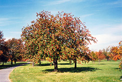 Oakleaf Mountain Ash (Sorbus x hybrida) at Green Haven Garden Centre