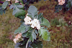 Oakleaf Mountain Ash (Sorbus x hybrida) at Green Haven Garden Centre