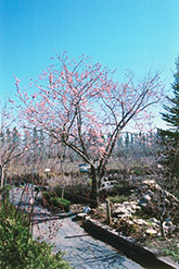 Westcot Apricot (Prunus mandshurica 'Westcot') at Green Haven Garden Centre