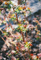 Ash Leaf Spirea (Sorbaria sorbifolia) at Green Haven Garden Centre