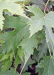 Silver Cloud Silver Maple (Acer saccharinum 'Silver Cloud') at Green Haven Garden Centre