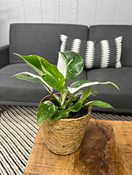 Prismacolor White Wizard Philodendron (Philodendron 'White Wizard') at Green Haven Garden Centre