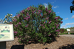 Sensation Lilac (Syringa vulgaris 'Sensation') at Green Haven Garden Centre