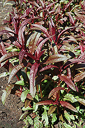 Firecracker Loosestrife (Lysimachia ciliata 'Firecracker') at Green Haven Garden Centre