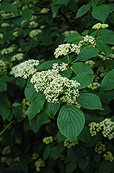 Pagoda Dogwood (Cornus alternifolia) at Green Haven Garden Centre