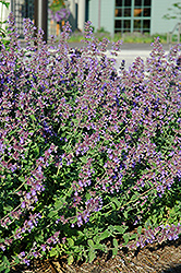 Walker's Low Catmint (Nepeta x faassenii 'Walker's Low') at Green Haven Garden Centre