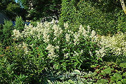White Fleeceflower (Persicaria polymorpha) at Green Haven Garden Centre