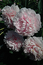 Sarah Bernhardt Peony (Paeonia 'Sarah Bernhardt') at Green Haven Garden Centre