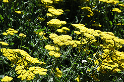 Moonshine Yarrow (Achillea 'Moonshine') at Green Haven Garden Centre