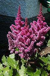 Visions Astilbe (Astilbe chinensis 'Visions') at Green Haven Garden Centre