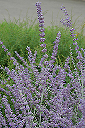 Russian Sage (Perovskia atriplicifolia) at Green Haven Garden Centre