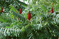 Staghorn Sumac (Rhus typhina) at Green Haven Garden Centre