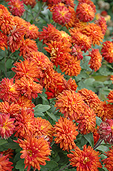 Morden Delight Chrysanthemum (Chrysanthemum 'Morden Delight') at Green Haven Garden Centre