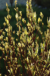 Ivory Halo Dogwood (Cornus alba 'Ivory Halo') at Green Haven Garden Centre