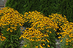 Black Eyed Susan (Rudbeckia fulgida 'Goldsturm') at Green Haven Garden Centre