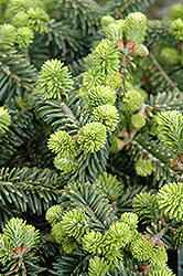 Dwarf Balsam Fir (Abies balsamea 'Nana') at Green Haven Garden Centre