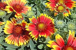 Arizona Sun Blanket Flower (Gaillardia x grandiflora 'Arizona Sun') at Green Haven Garden Centre