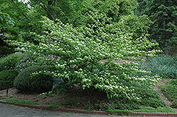 Pagoda Dogwood (Cornus alternifolia) at Green Haven Garden Centre