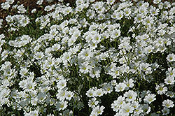 Snow-In-Summer (Cerastium tomentosum) at Green Haven Garden Centre