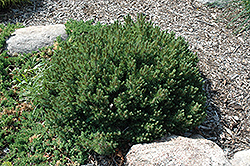 Valley Cushion Mugo Pine (Pinus mugo 'Valley Cushion') at Green Haven Garden Centre