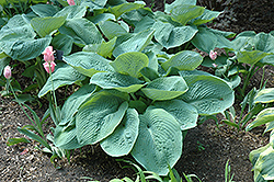 Elegans Hosta (Hosta sieboldiana 'Elegans') at Green Haven Garden Centre