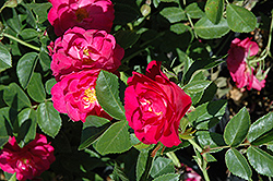 John Cabot Rose (Rosa 'John Cabot') at Green Haven Garden Centre