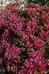 Dragon's Blood Stonecrop (Sedum spurium) at Green Haven Garden Centre