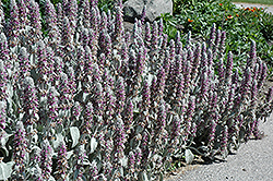 Lamb's Ears (Stachys byzantina) at Green Haven Garden Centre