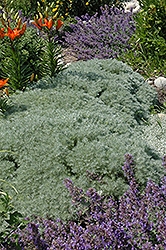 Silver Mound Artemisia (Artemisia schmidtiana 'Silver Mound') at Green Haven Garden Centre