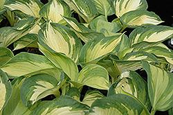 June Hosta (Hosta 'June') at Green Haven Garden Centre